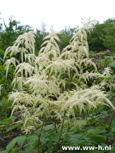 Aruncus dioicus - Klik op de afbeelding om het venster te sluiten